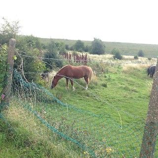 Horseys! #london2cambridge #kaos100km #kaos100km #l2cchallenge